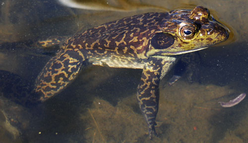 Bullfrog at Doc Campbell's