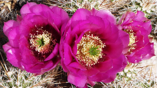 Cactus Flowers