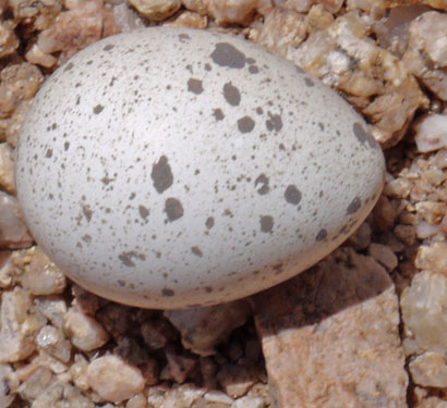 Bird Egg