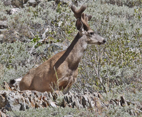 Buck Mule Deer