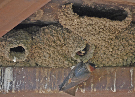 Swallows under South Fork Kern River Bridge