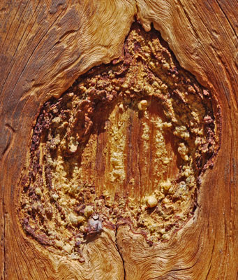 Scar in Long Dead Pine Tree