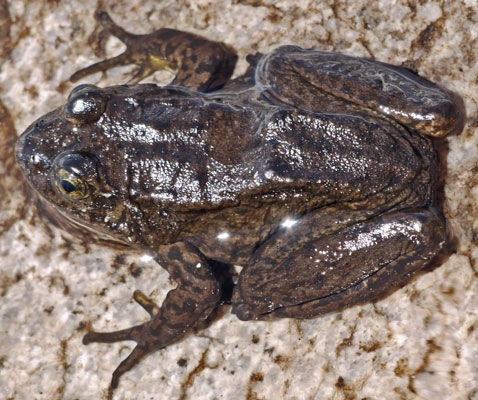 Wanda Lake Frog