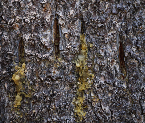 Black Bear Bark Scratch