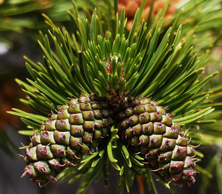 Pine Cones