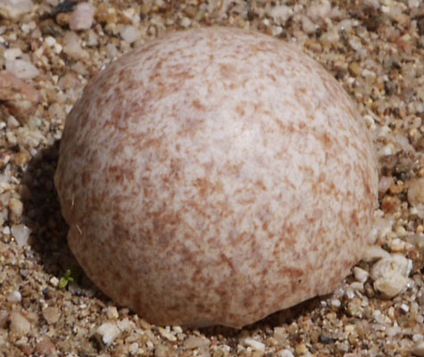 Bird Egg Shell Fragment