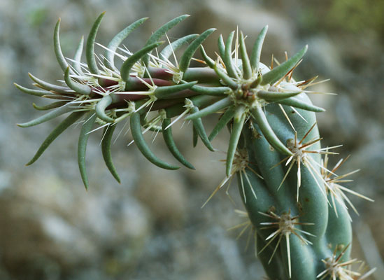 New Growth on Cholla Cactus