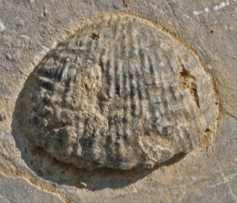 Shell Fossil
