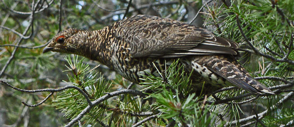 Spruce Grouse