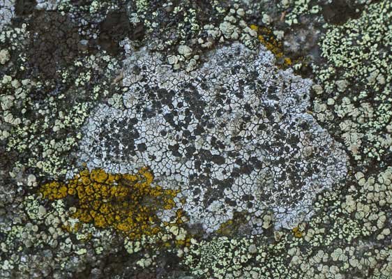 Lichen