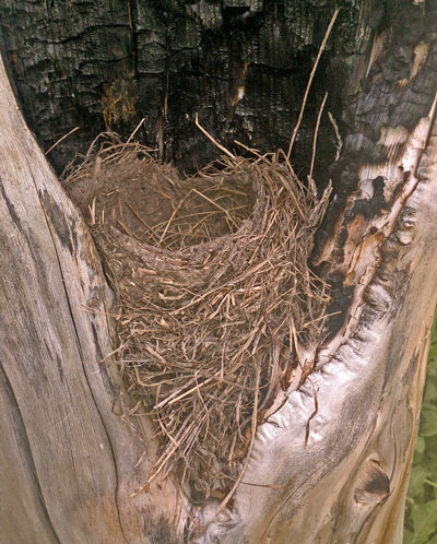 Bird Nest