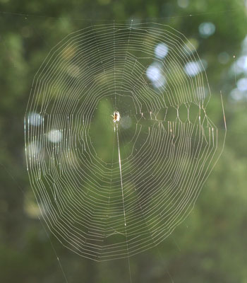 Orb Web with Spider