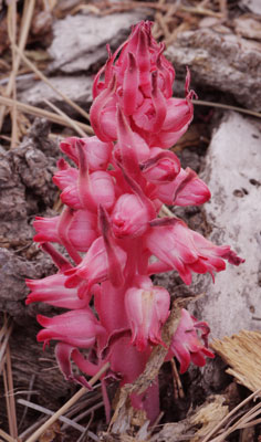 Snow Plant Blooming