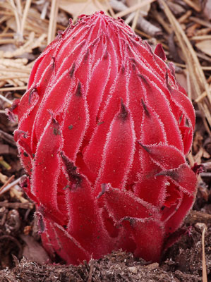 Snow Plant Sprouting
