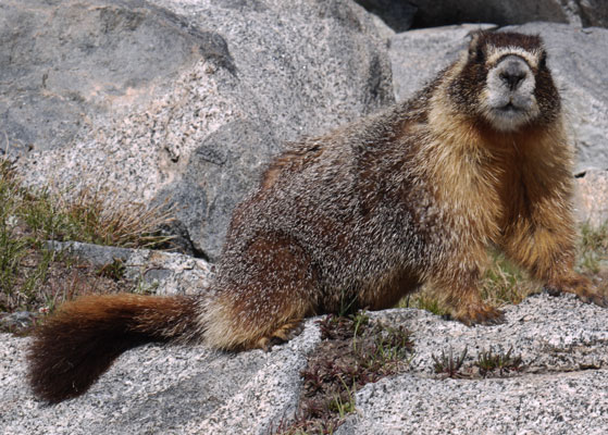 Yellow Bellied Marmot