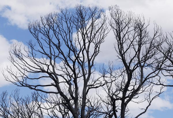 Burnt Stand of Trees