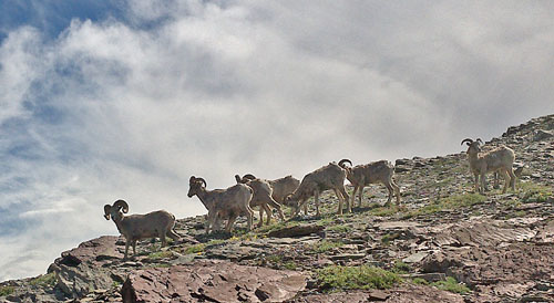 Bighorn Sheep