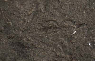 American Coot Track in Wet Sand
