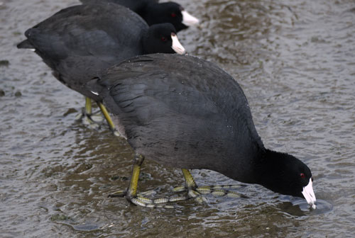 American Coots Hunting in Wet Sand