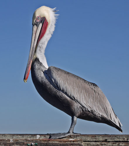 Brown Pelican Standing on Ocean Beach Pier