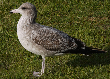 California Gull in First Winter Camoflage Colors