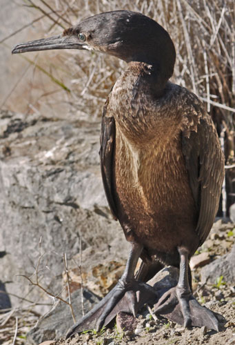 Double Crested Cormorant