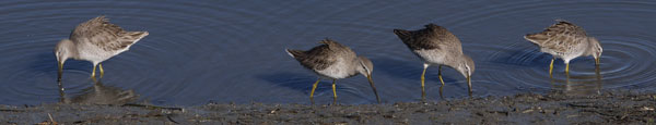 Lesser Yellowlegs, San Diego River