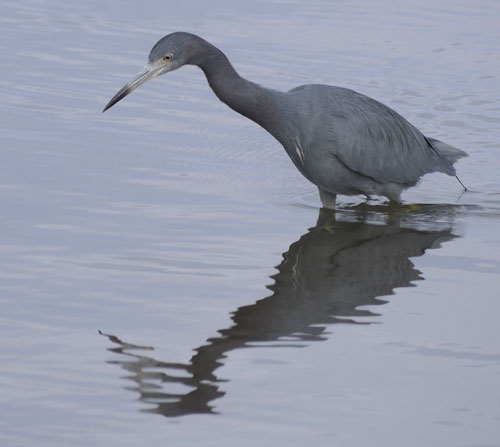 Little Blue Heron