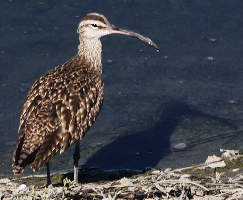 Long Billed Curlew