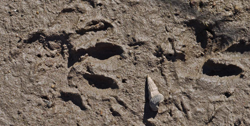 Raccoon Prints in Famosa Mud