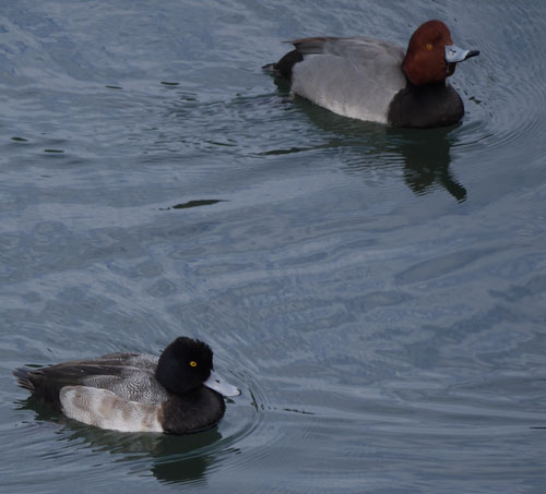 Redhead and Lesser Scaup