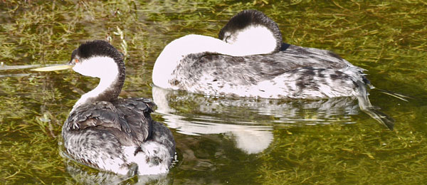 Western Grebe