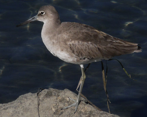 Willet