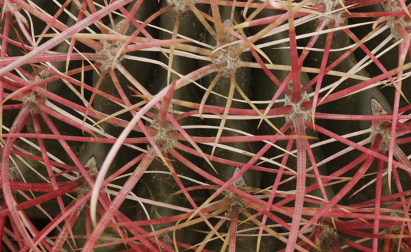 Barrel Cactus