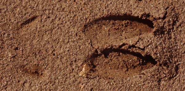 Deer Print, Four Toes