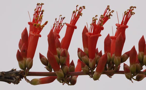 Ocotillo Flowers Blooming