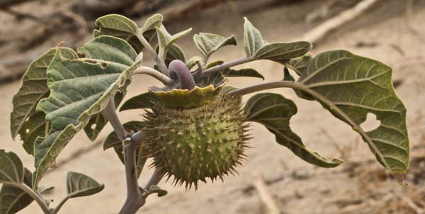 Spiked Seed Pod