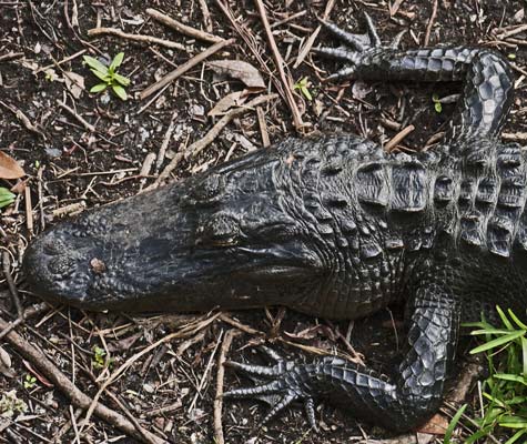 Alligator Front