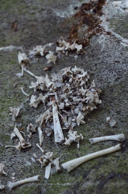 Bones in Bird Scat