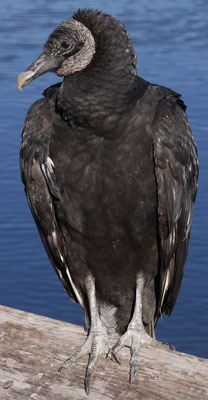 Black Vulture