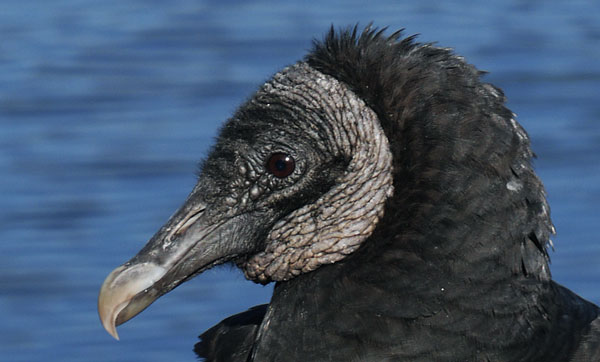 Black Vulture Face