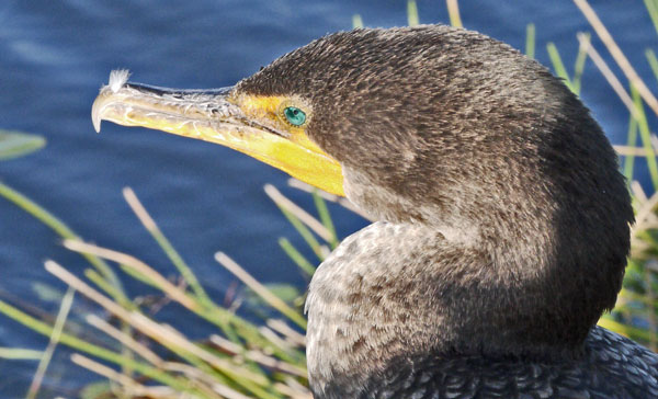 Double-Crested Cormorant Face