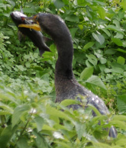 Double-Crested Cormorant with Fish