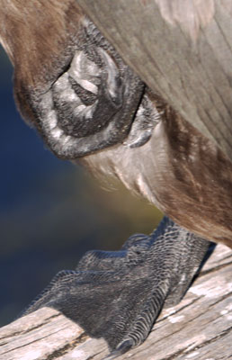 Double-Crested Cormorant Fist