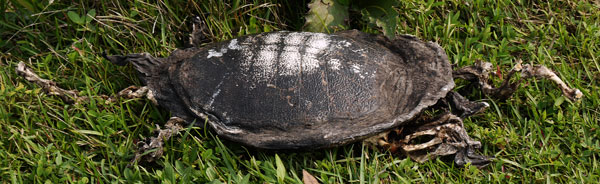 Dead Turtle Top