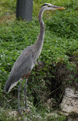 Great Blue Heron