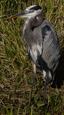 Great Blue Heron