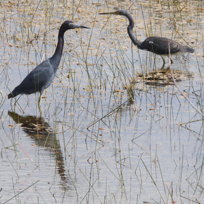 Little Blue Herons