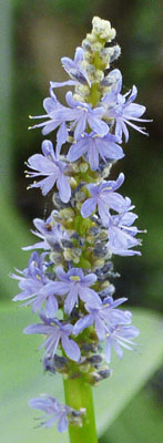 Pickerelweed