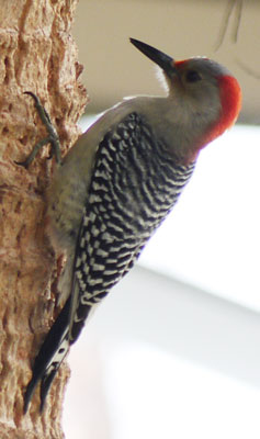 Red Bellied Woodpecker Female